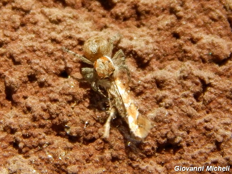 Bel microlepidottero (3-4 mm)